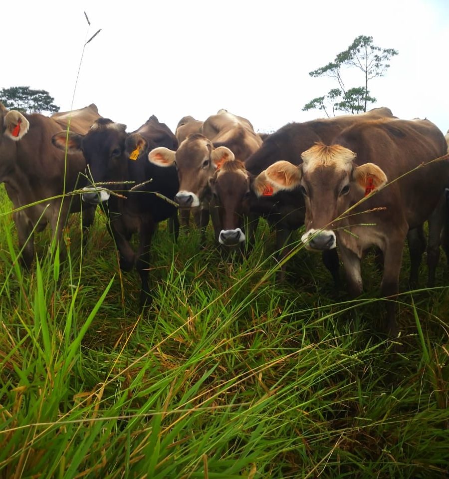 vacas